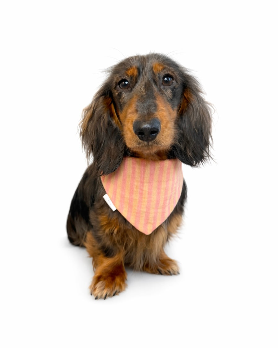 Halstuch Musselin „Orange Stripy“