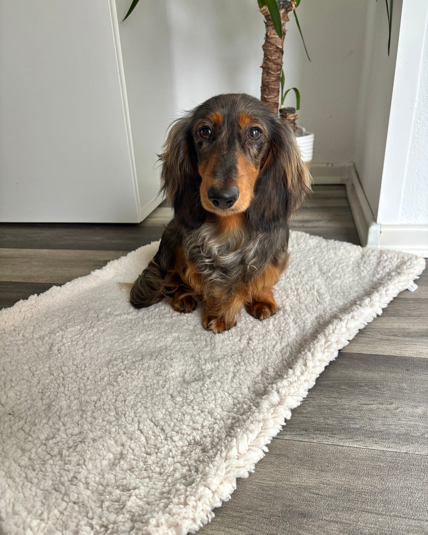 Outdoor Kuscheldecke „Plüschi“