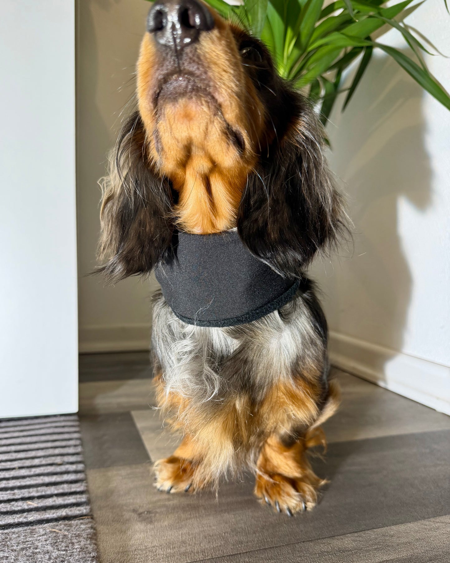 Hundeloop Softshell/Fleece Schwarz bis 19cm HU