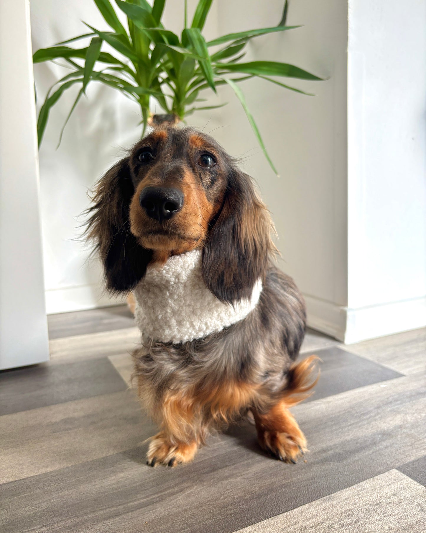 Hundeloop Teddy Weiß