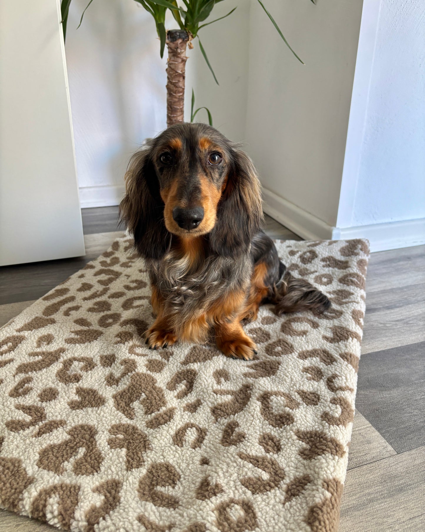 Kuscheldecke Leo hell