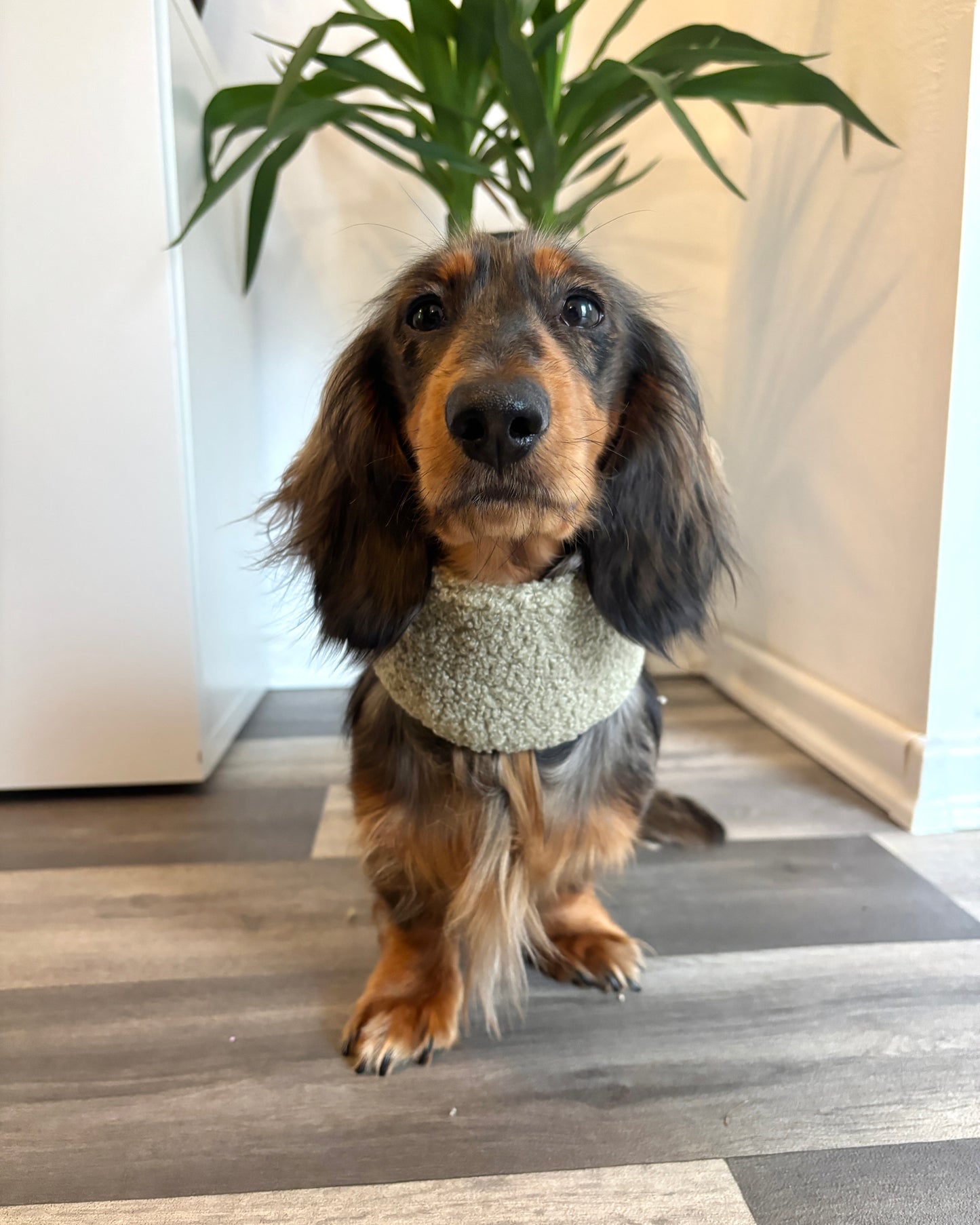 Hundeloop Teddy Schilf