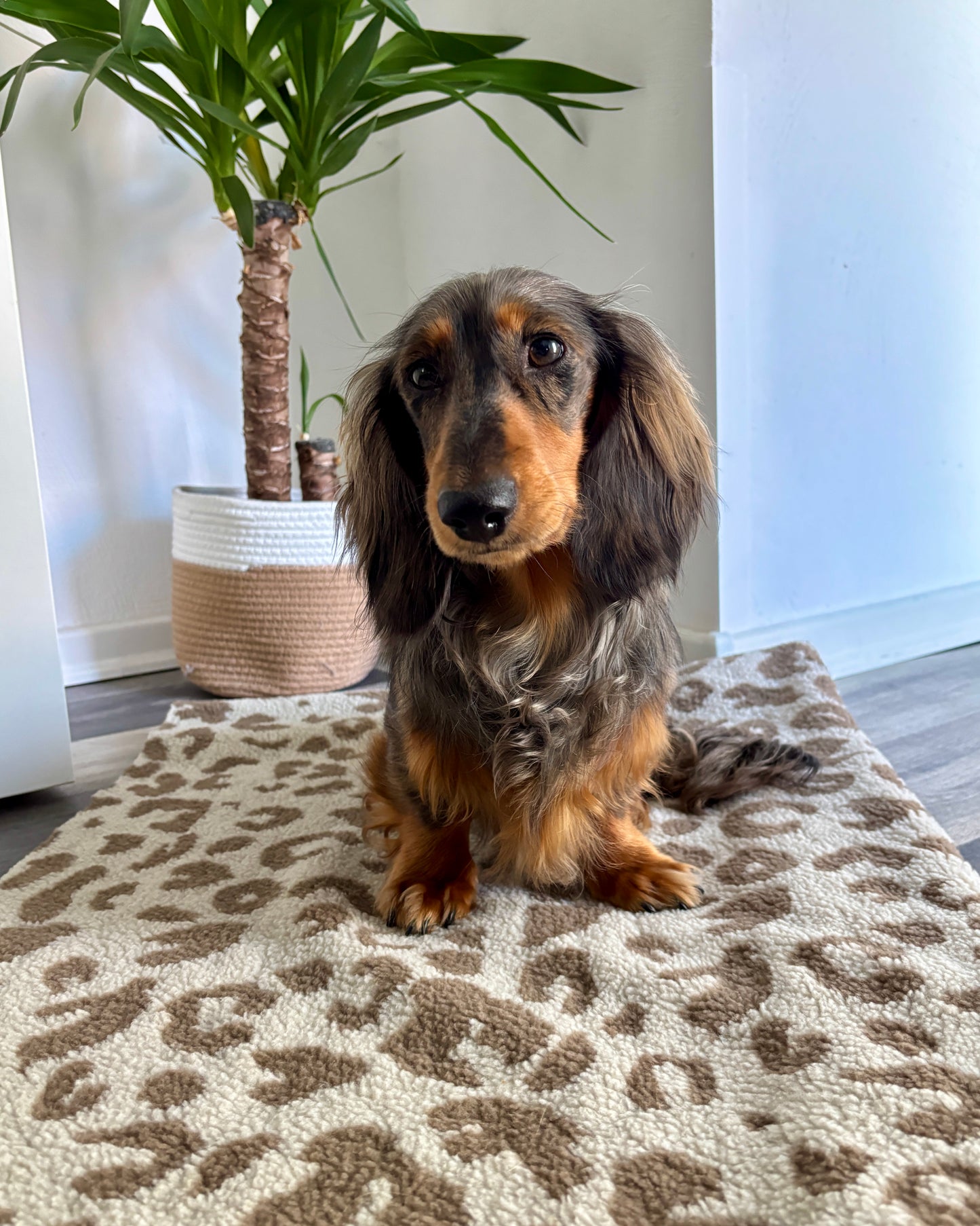 Kuscheldecke Leo hell