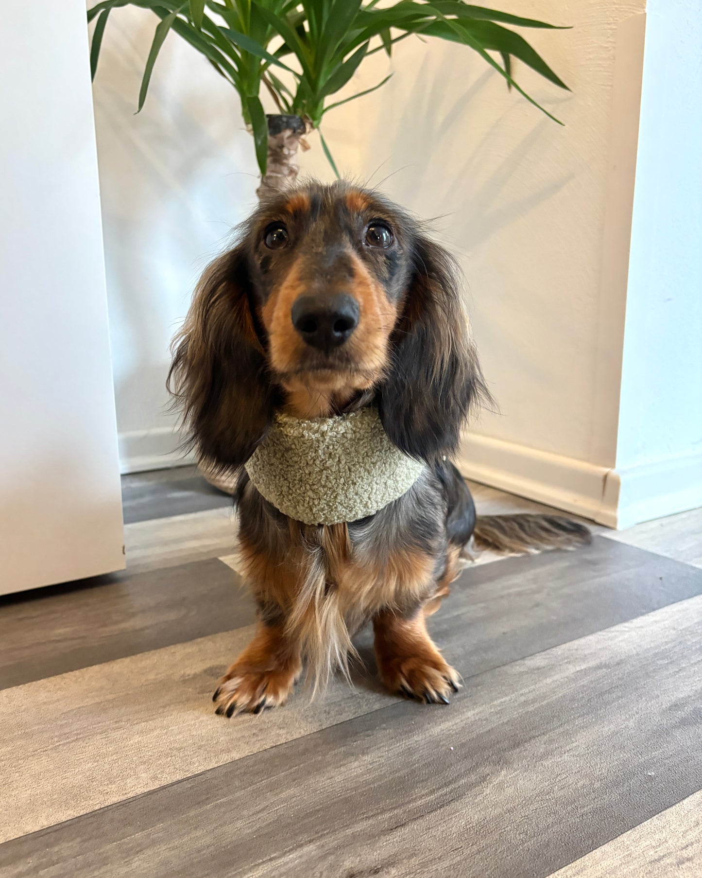 Hundeloop Teddy Schilf