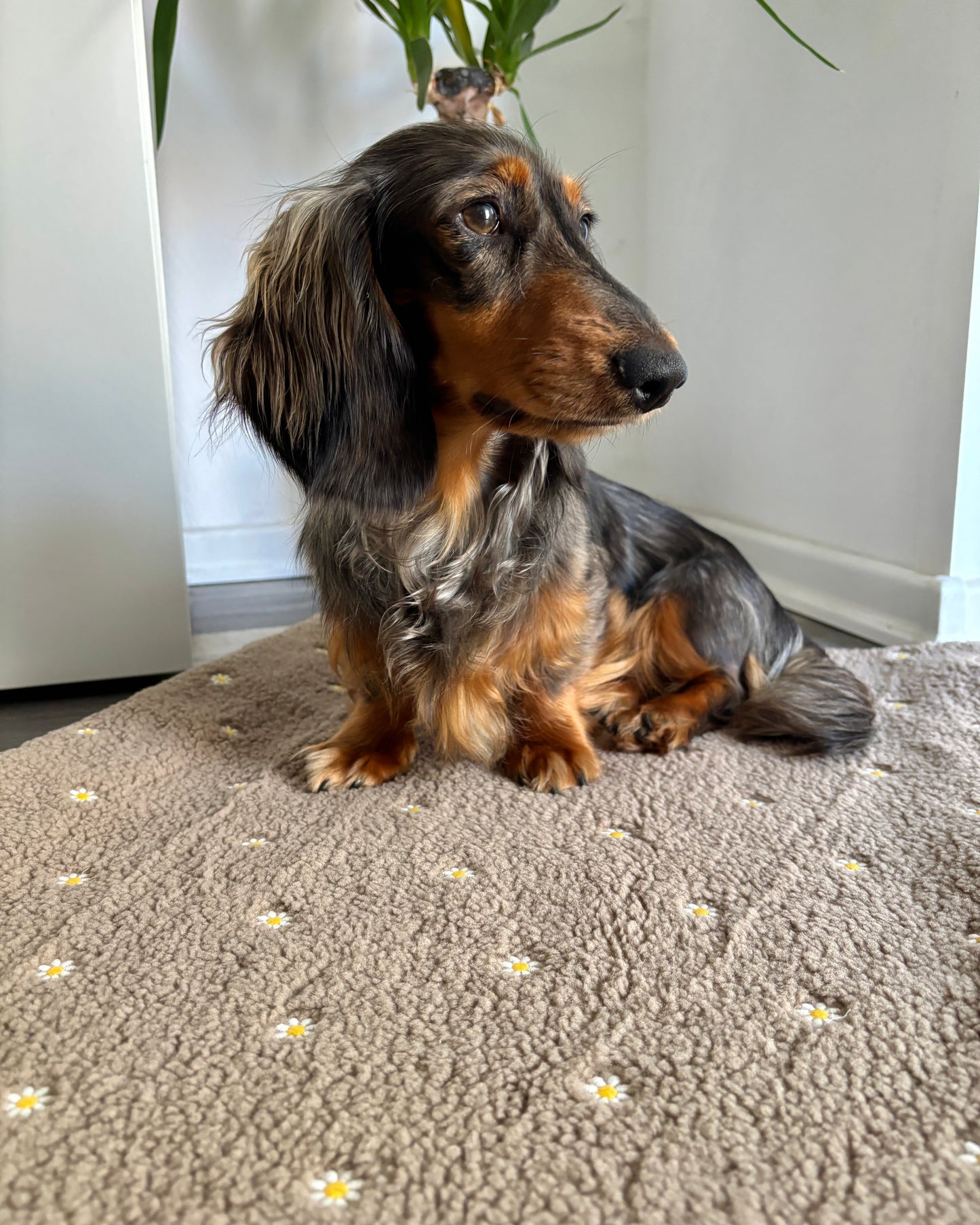 Kuscheldecke „Blümchen“