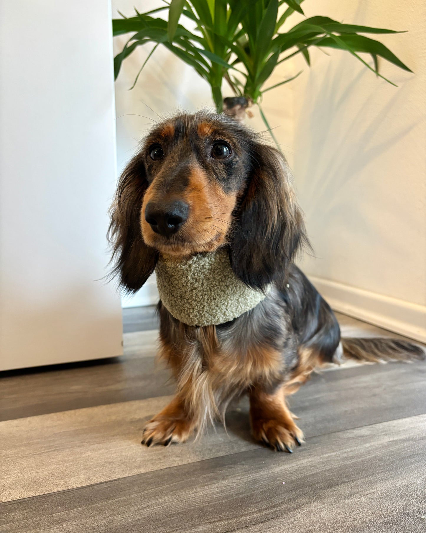 Hundeloop Teddy Schilf