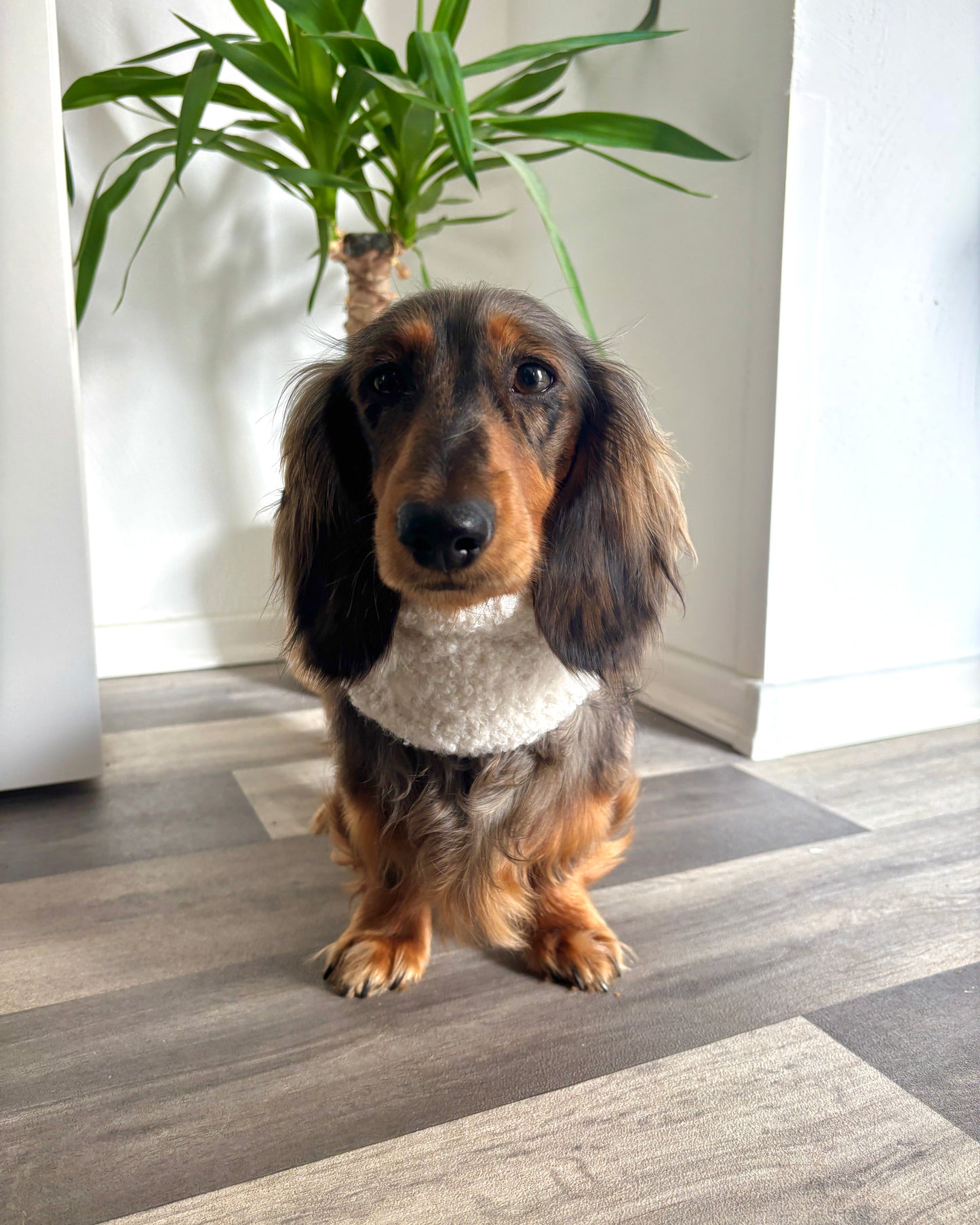 Hundeloop Teddy Weiß