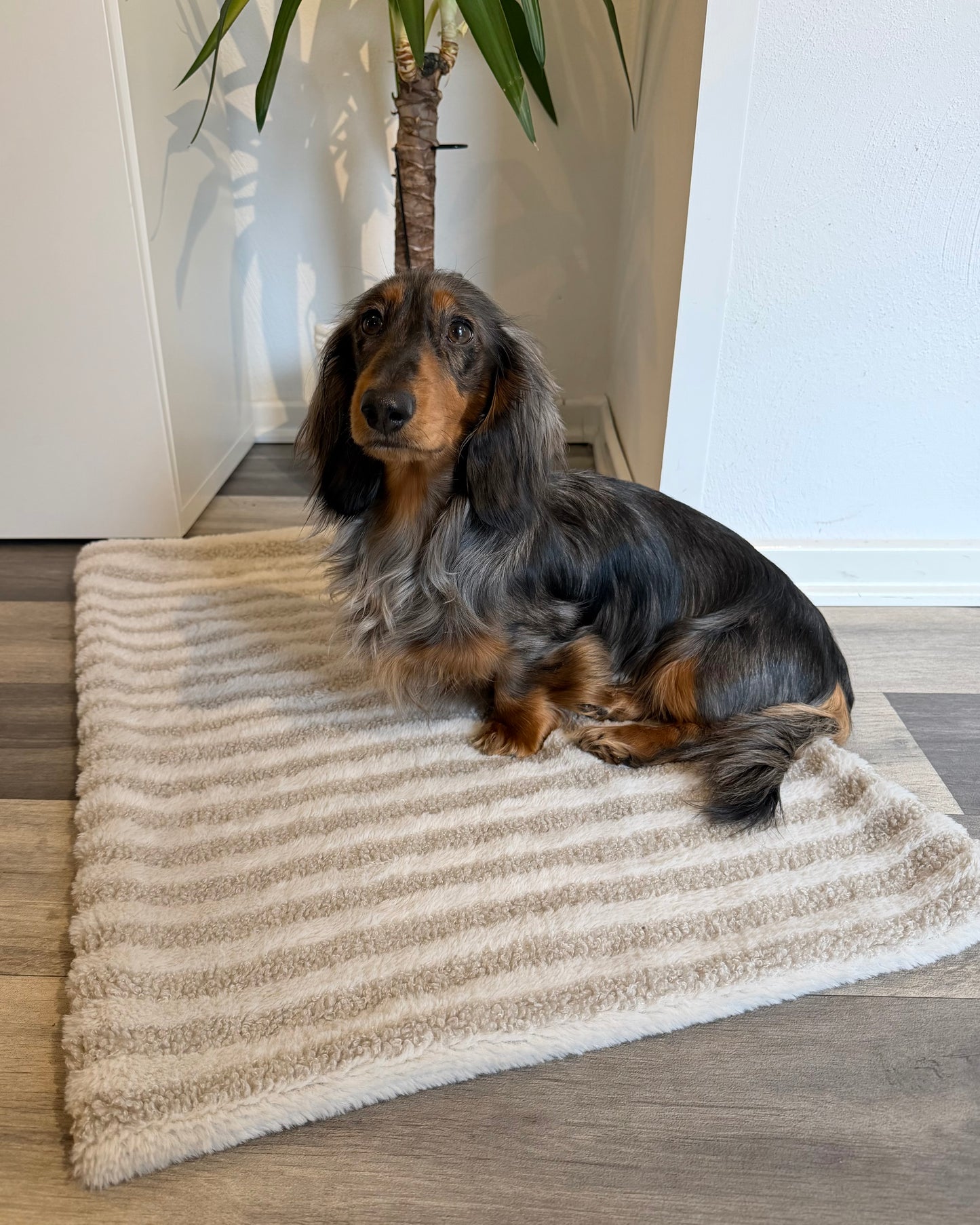 Kuscheldecke Teddyplüsch
