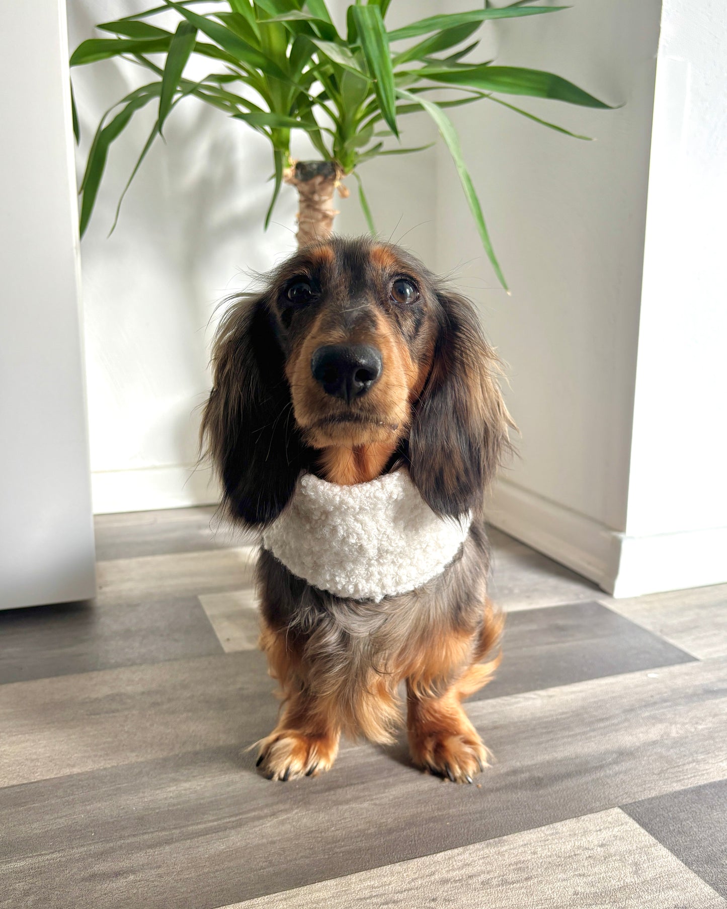 Hundeloop Teddy Weiß