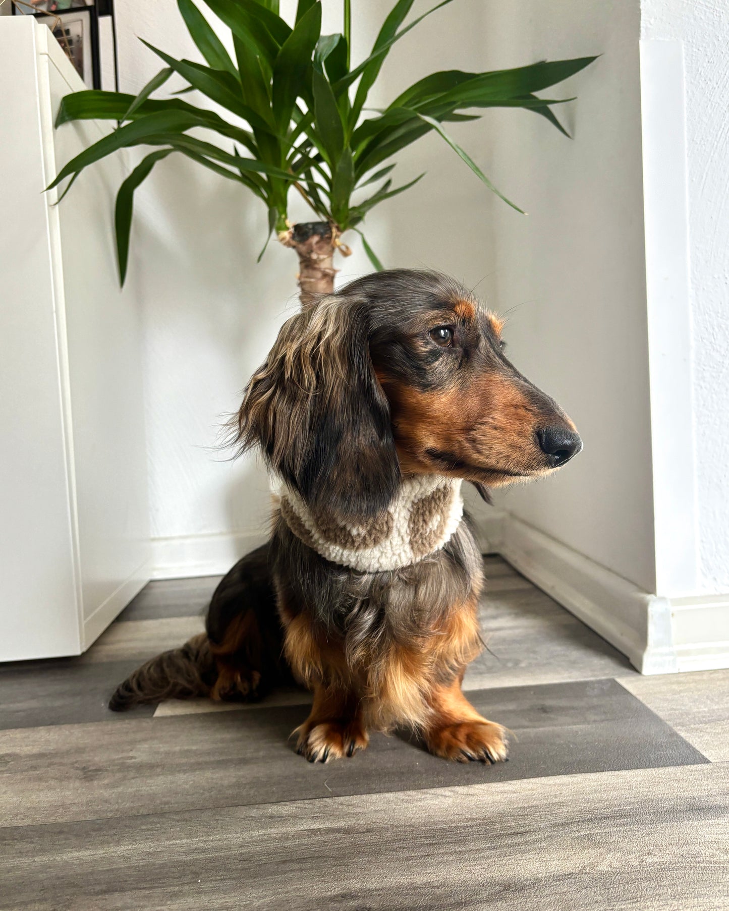 Hundeloop Teddy Leo hell