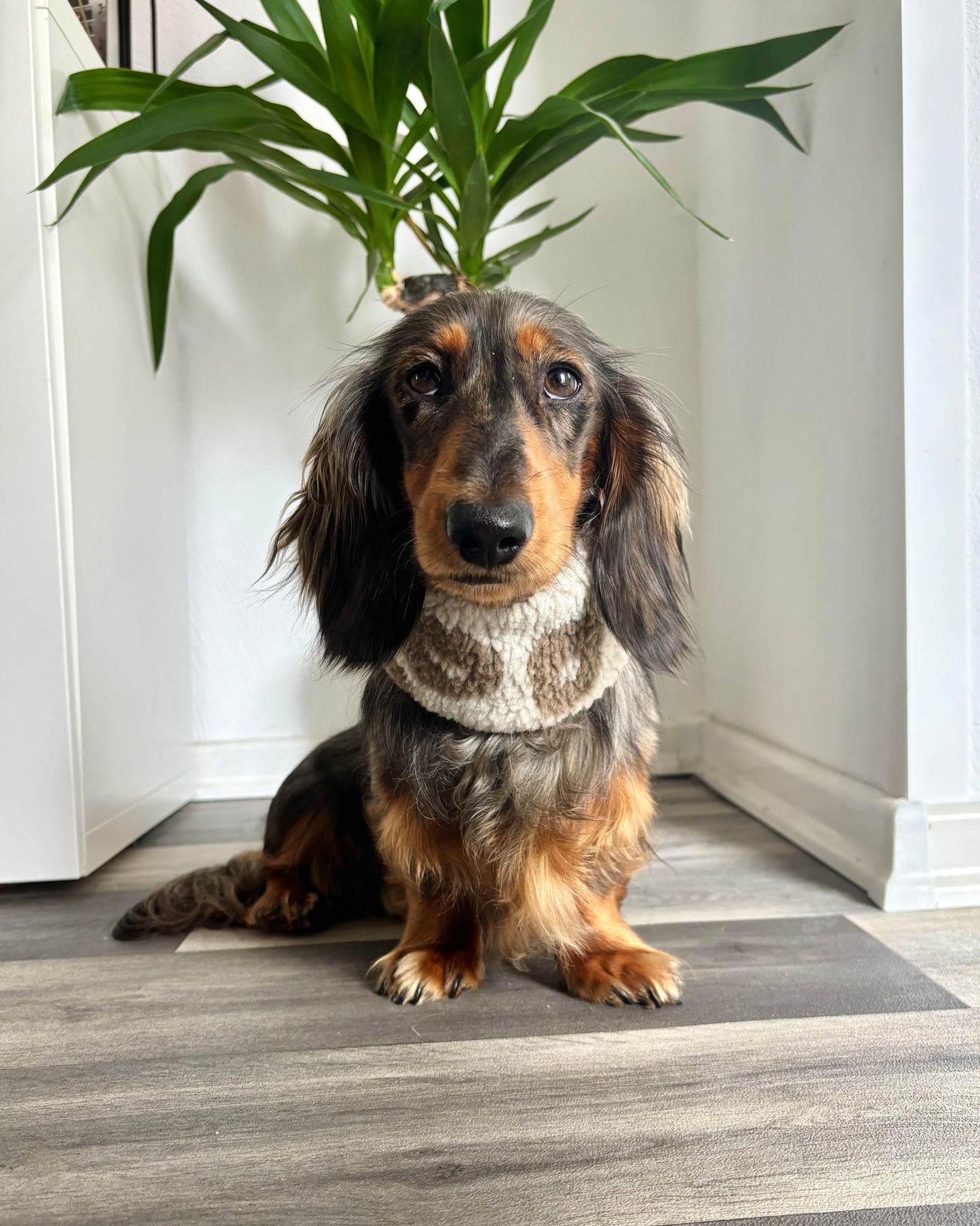 Hundeloop Teddy Leo hell