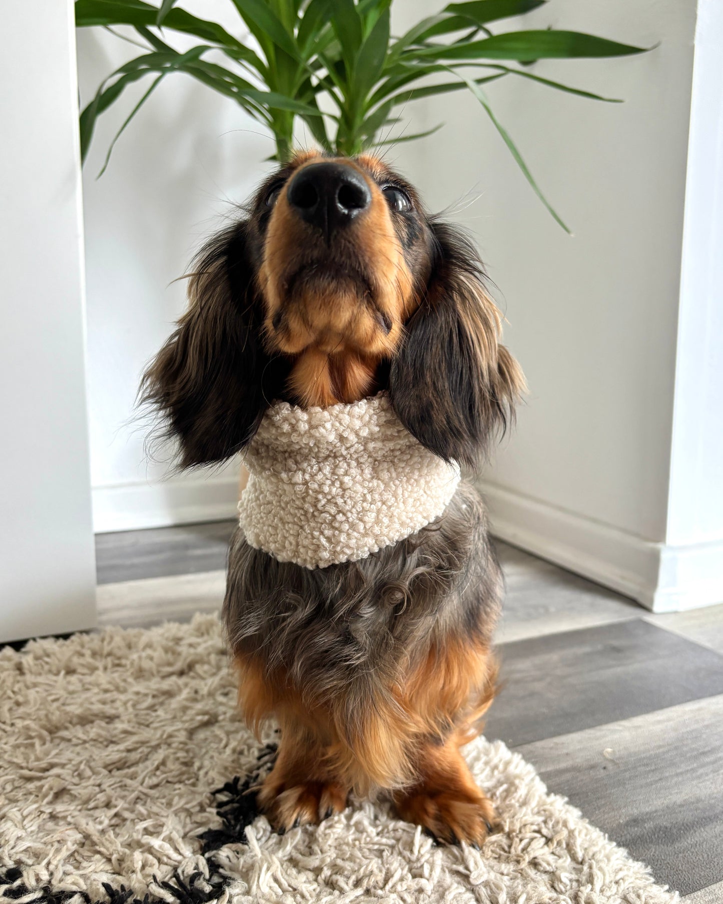 Hundeloop Teddy Beige