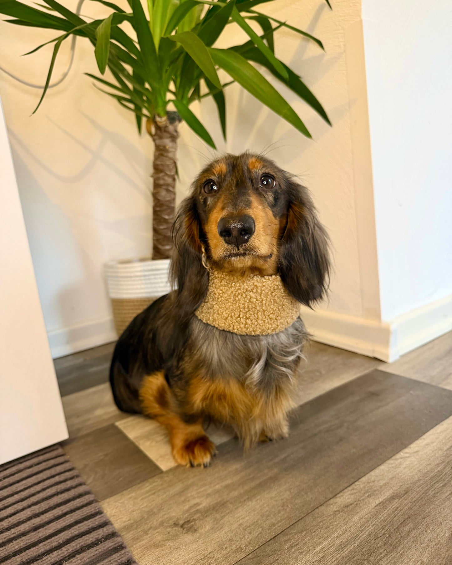 Hundeloop Teddy Hellbraun