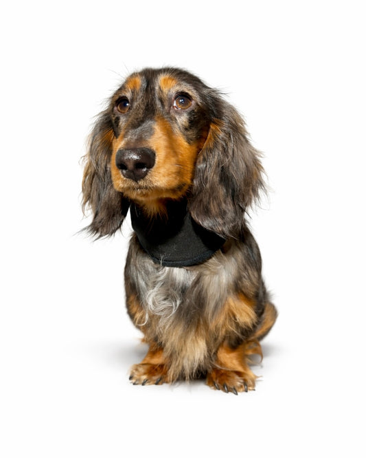 Hundeloop Softshell/Fleece Schwarz bis 20cm HU