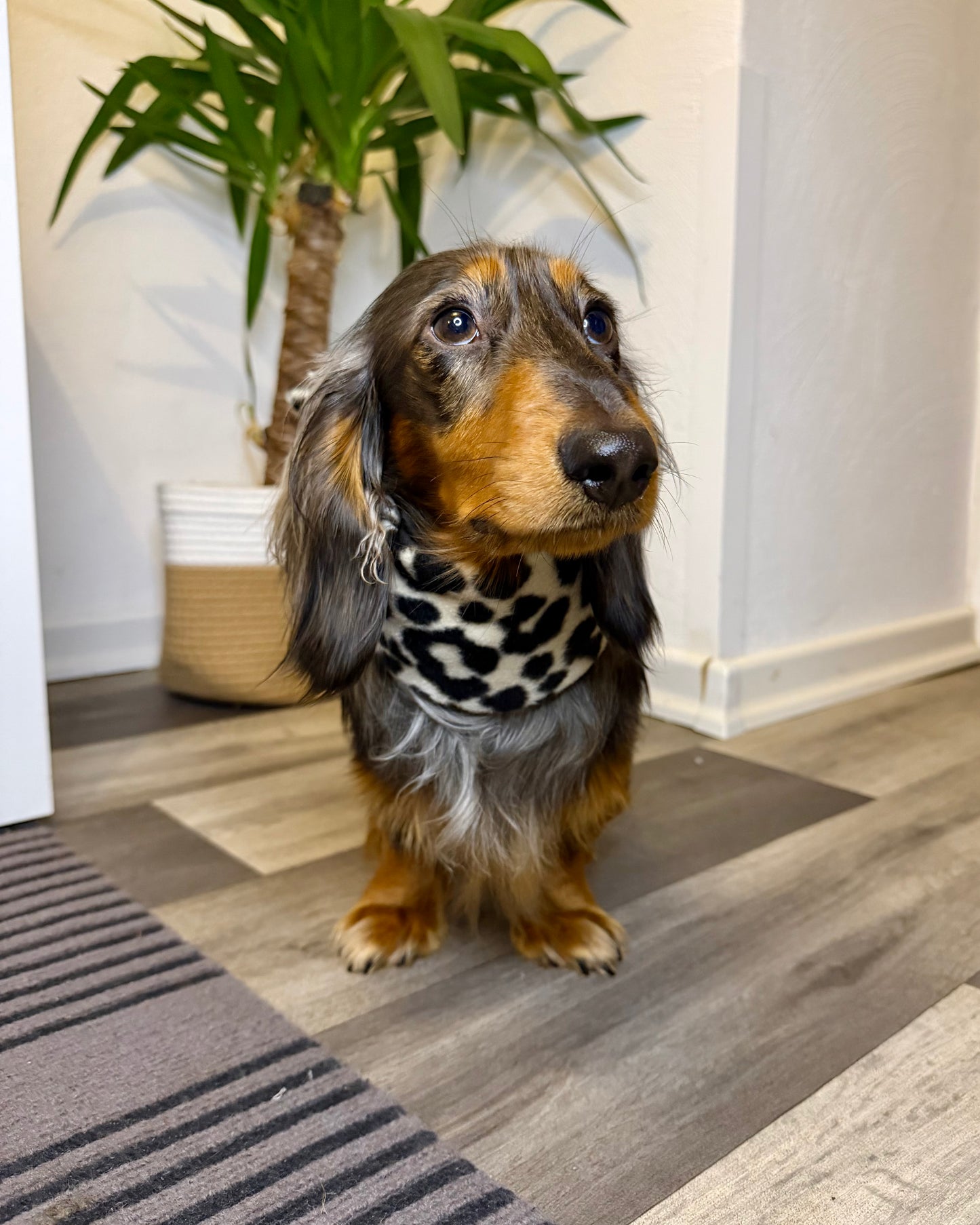 Hundeloop Fleece Leo