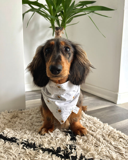 Halstuch „Gänseblümchen“