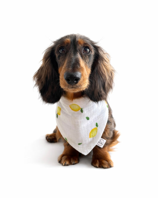 Halstuch Musselin „Zitrönchen“