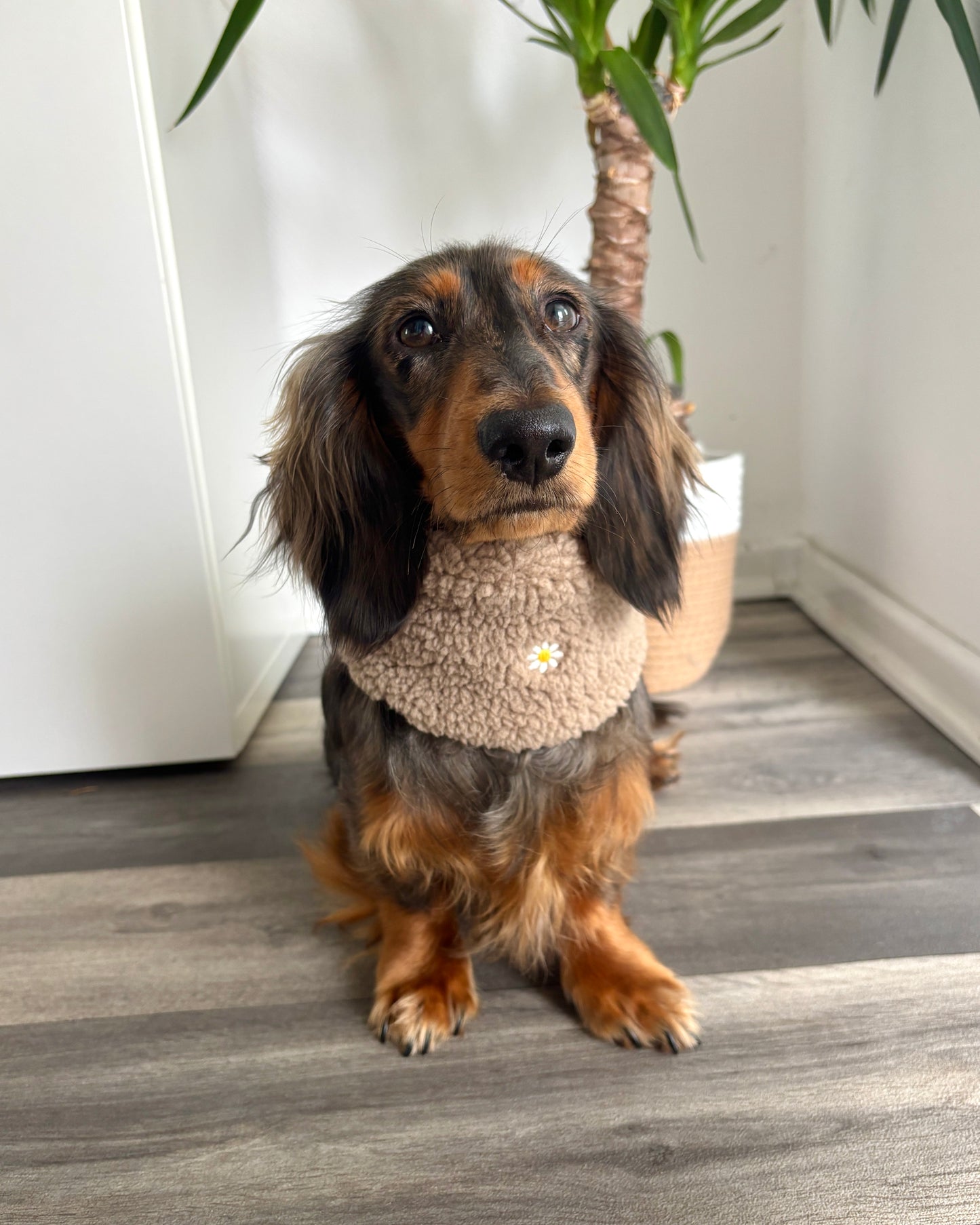 Hundeloop Teddy „Blümchen“