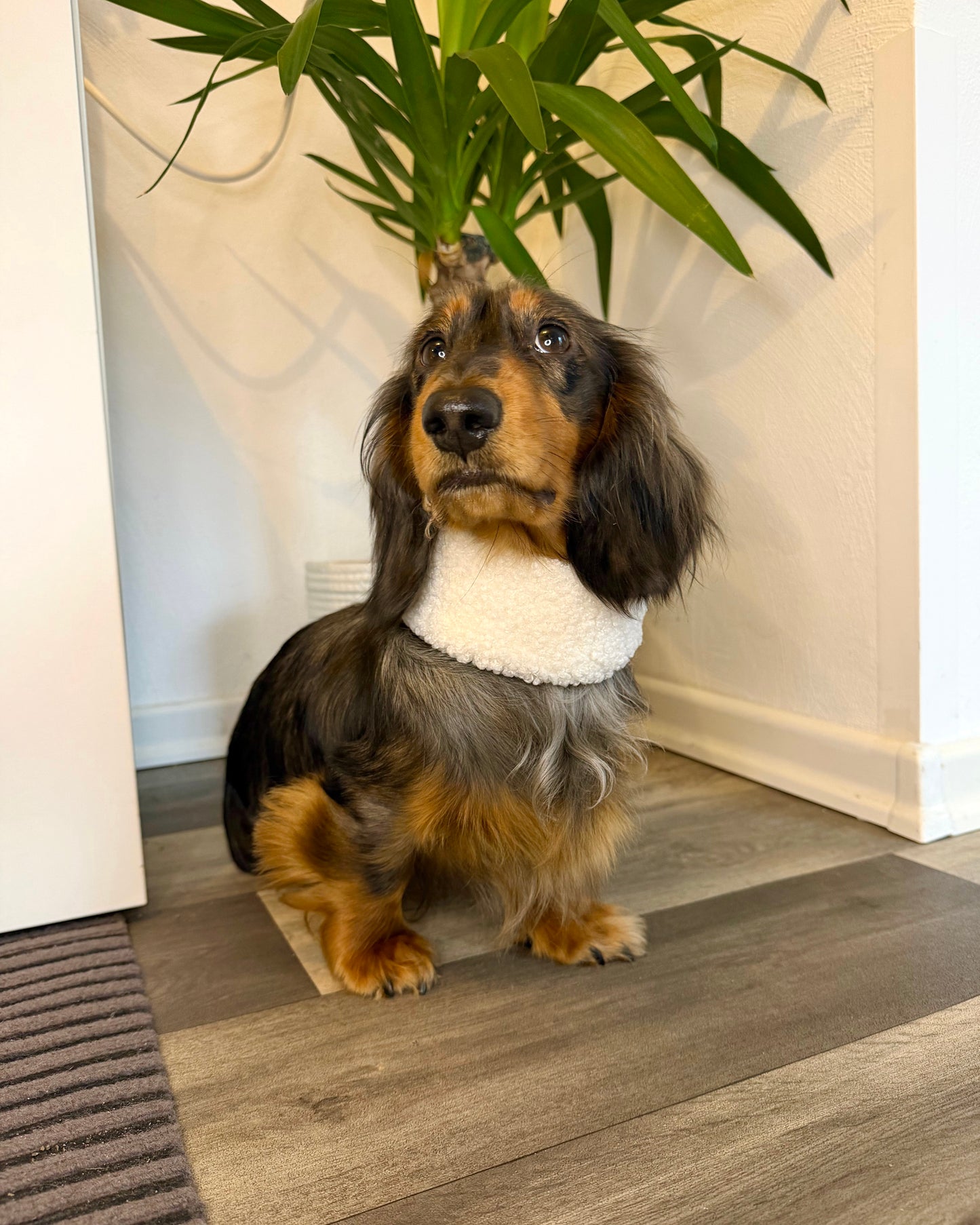 Hundeloop Teddy Weiß