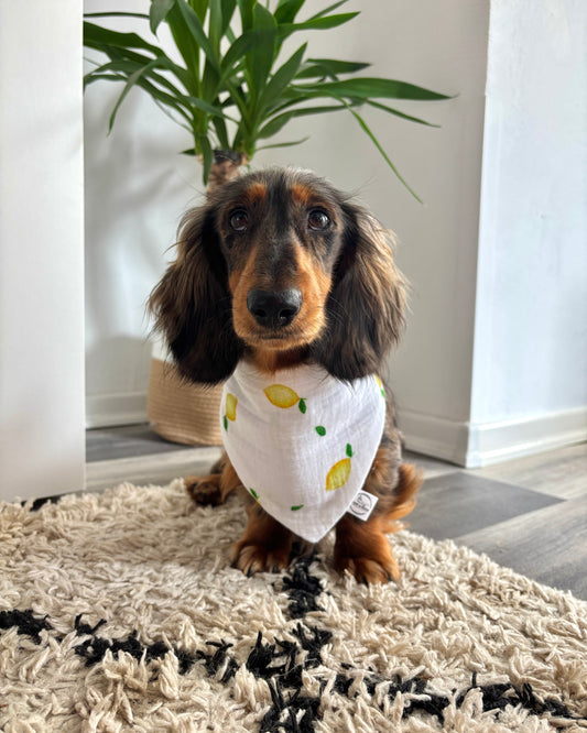 Halstuch „Lemon“