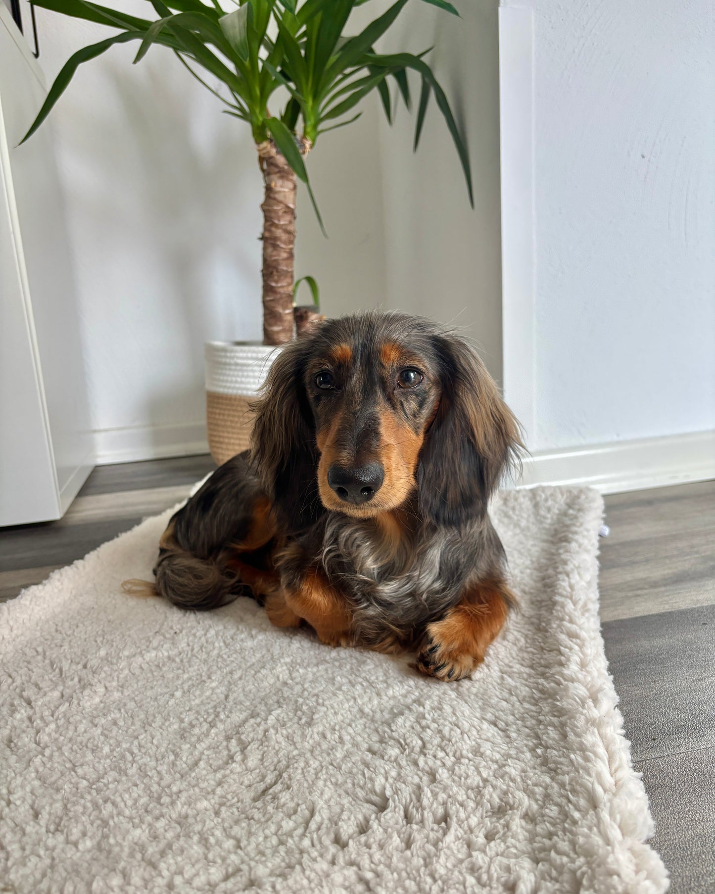 Outdoor Kuscheldecke „Plüschi“