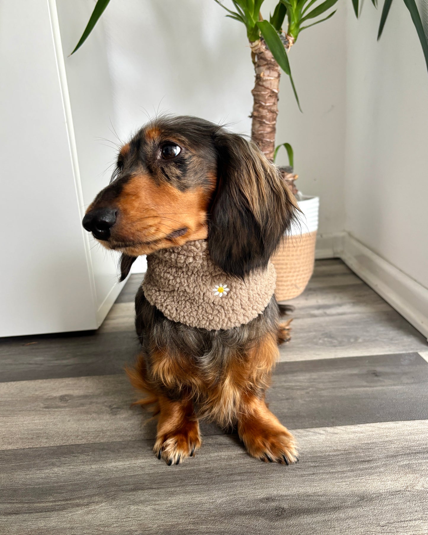 Hundeloop Teddy „Blümchen“