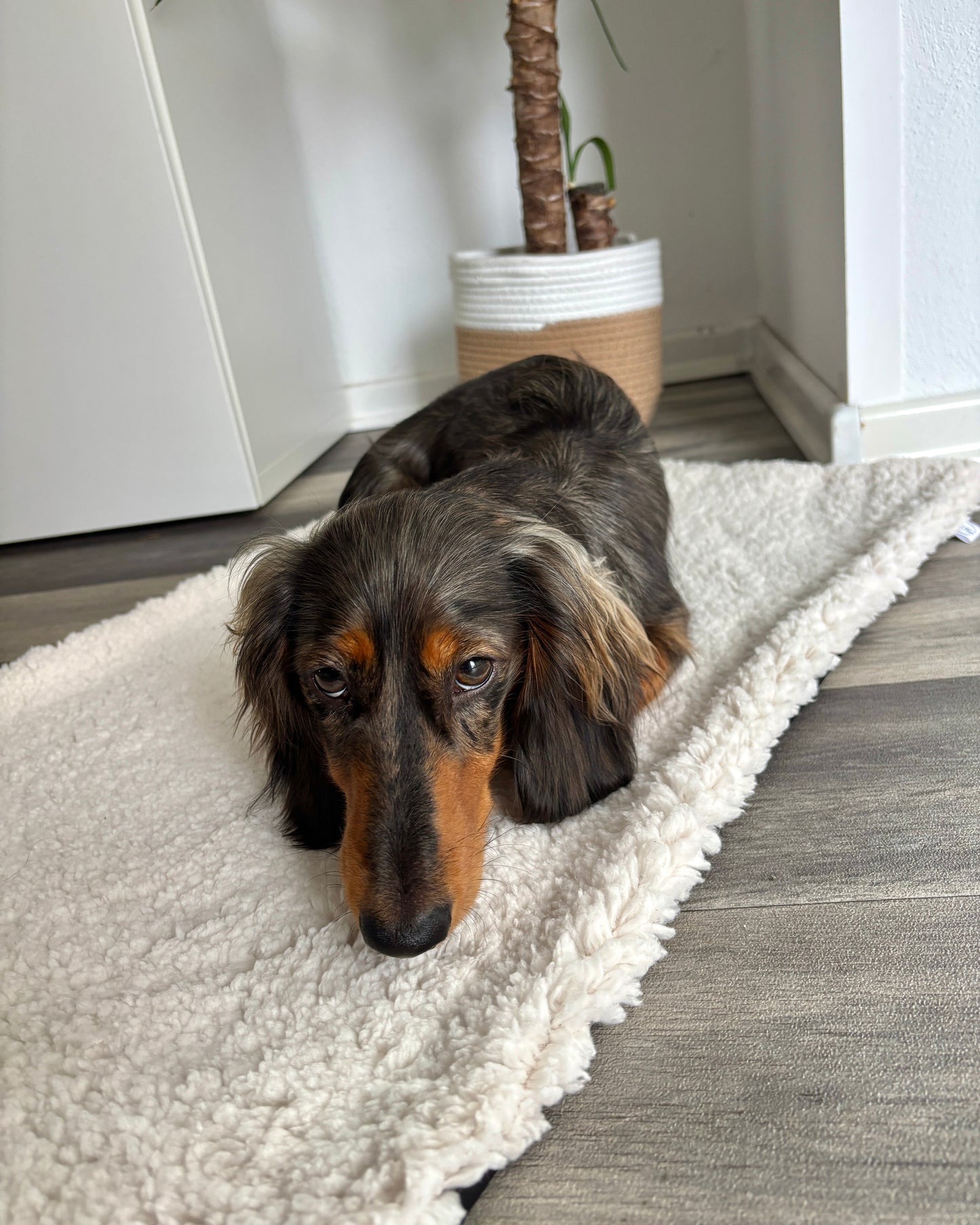 Outdoor Kuscheldecke „Plüschi“