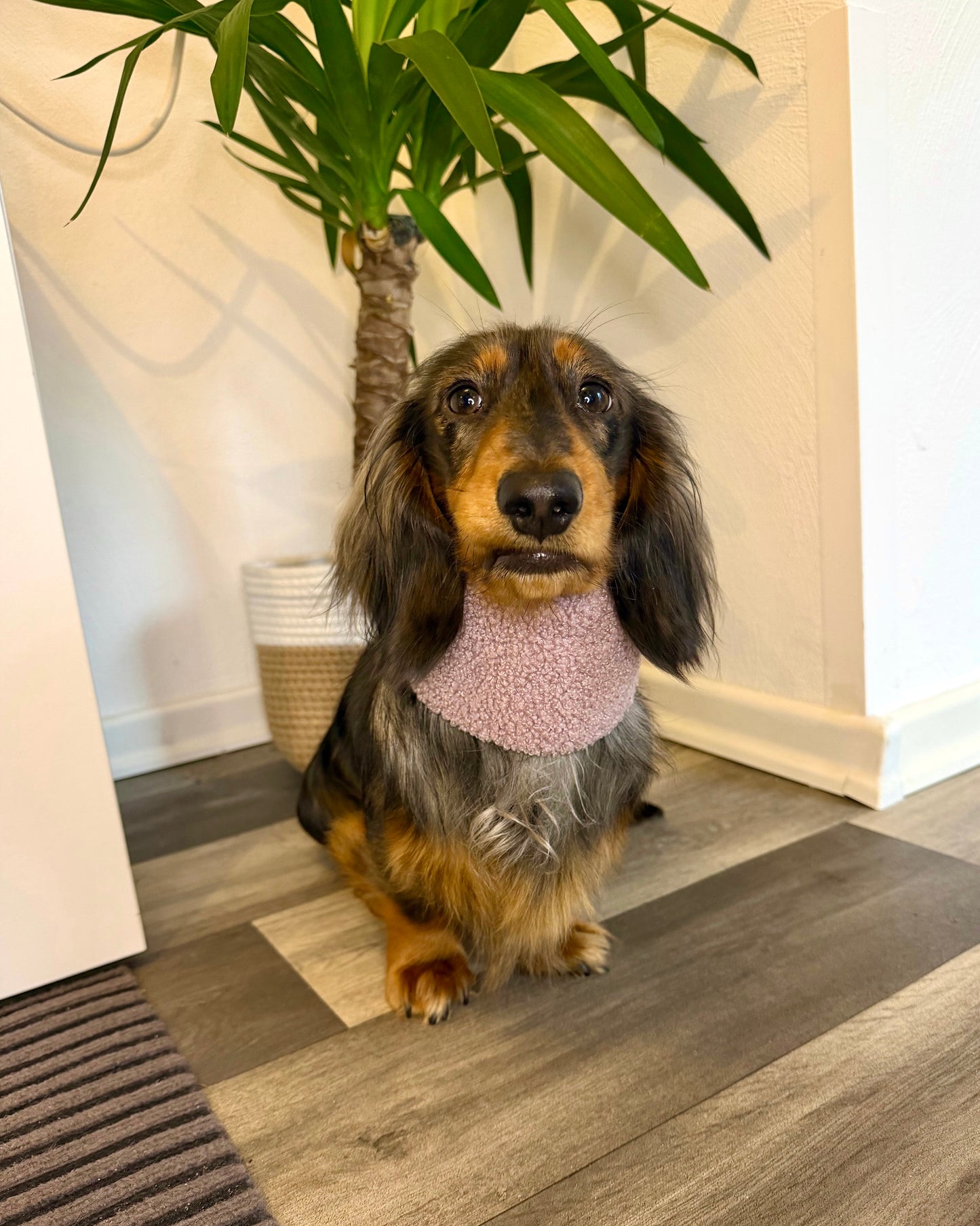 Hundeloop Teddy Flieder