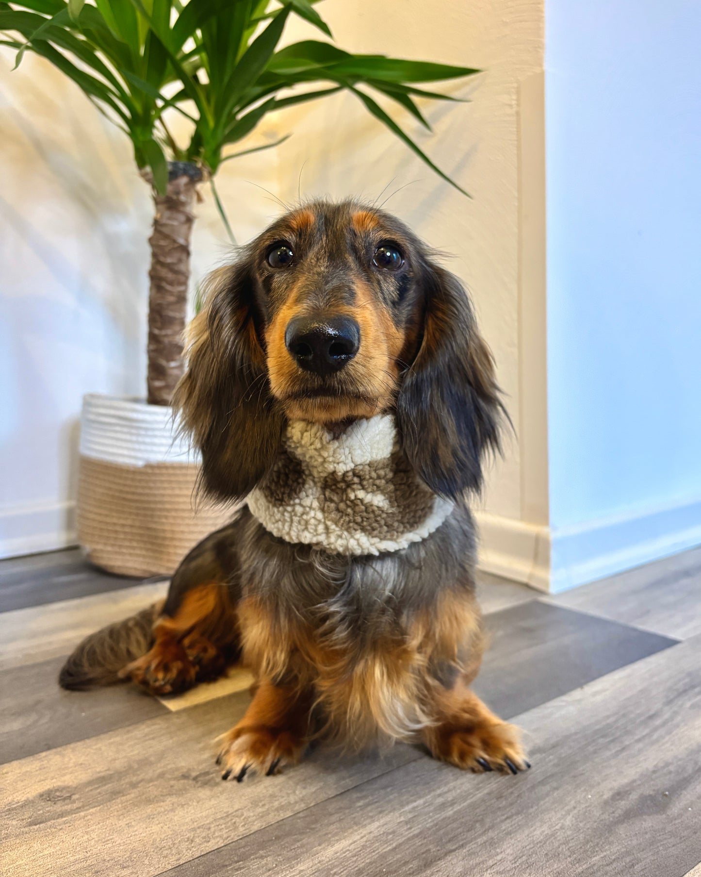 Hundeloop Teddy Leo hell