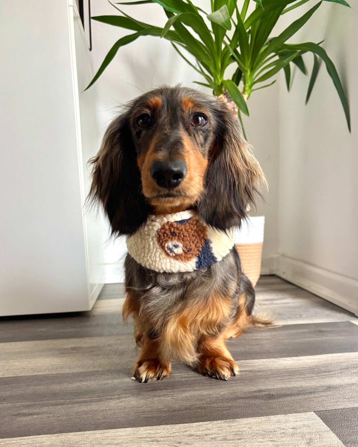 Hundeloop Teddy „Hundis“