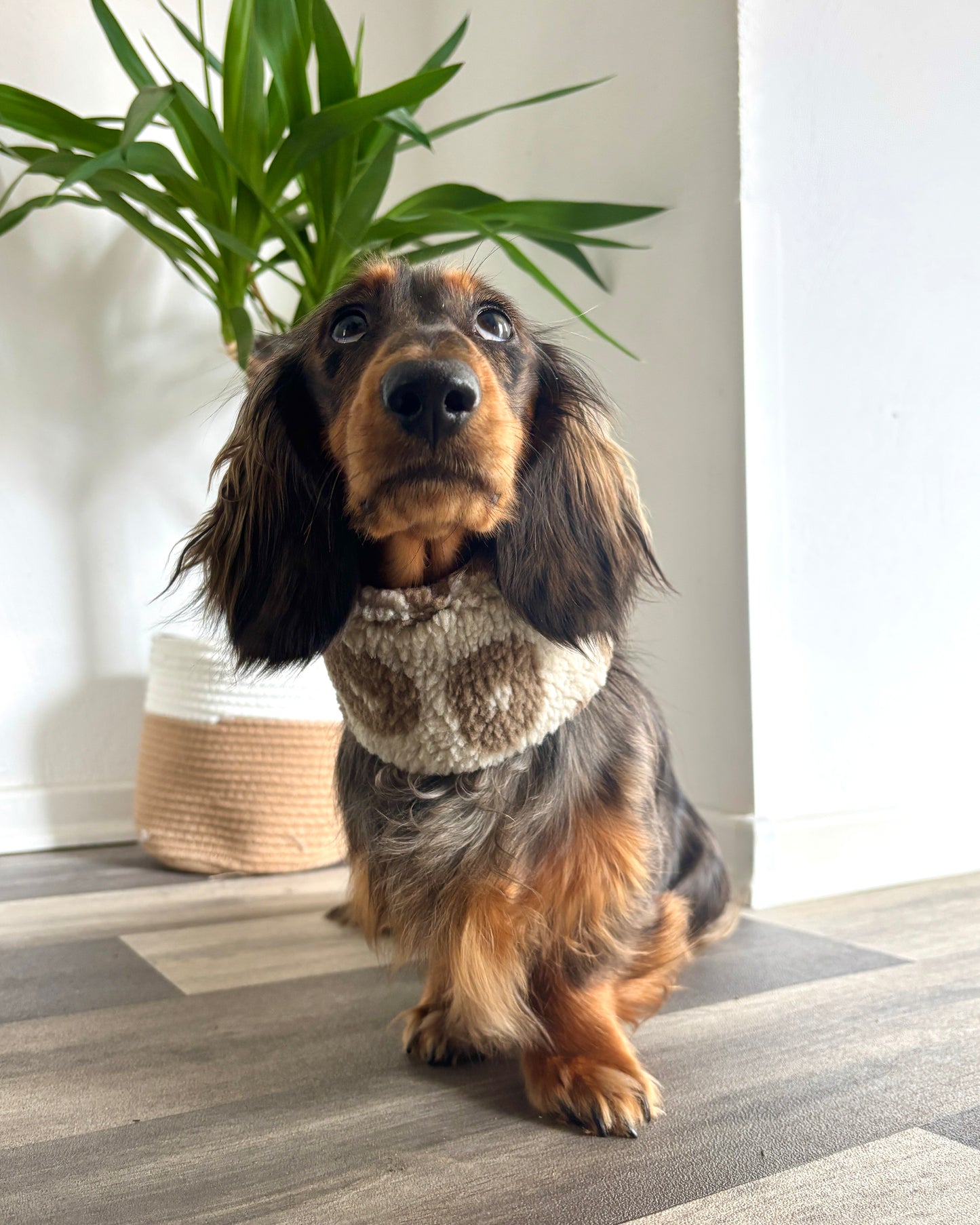 Hundeloop Teddy Leo hell