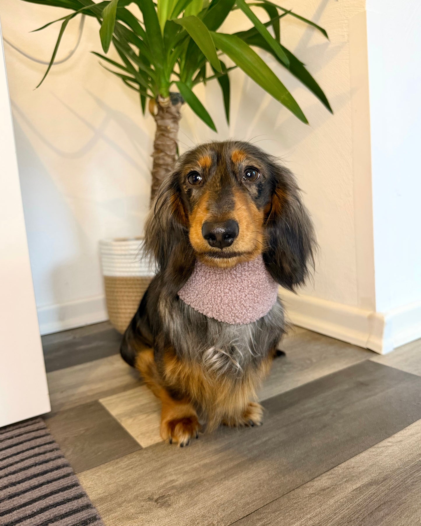 Hundeloop Teddy Flieder