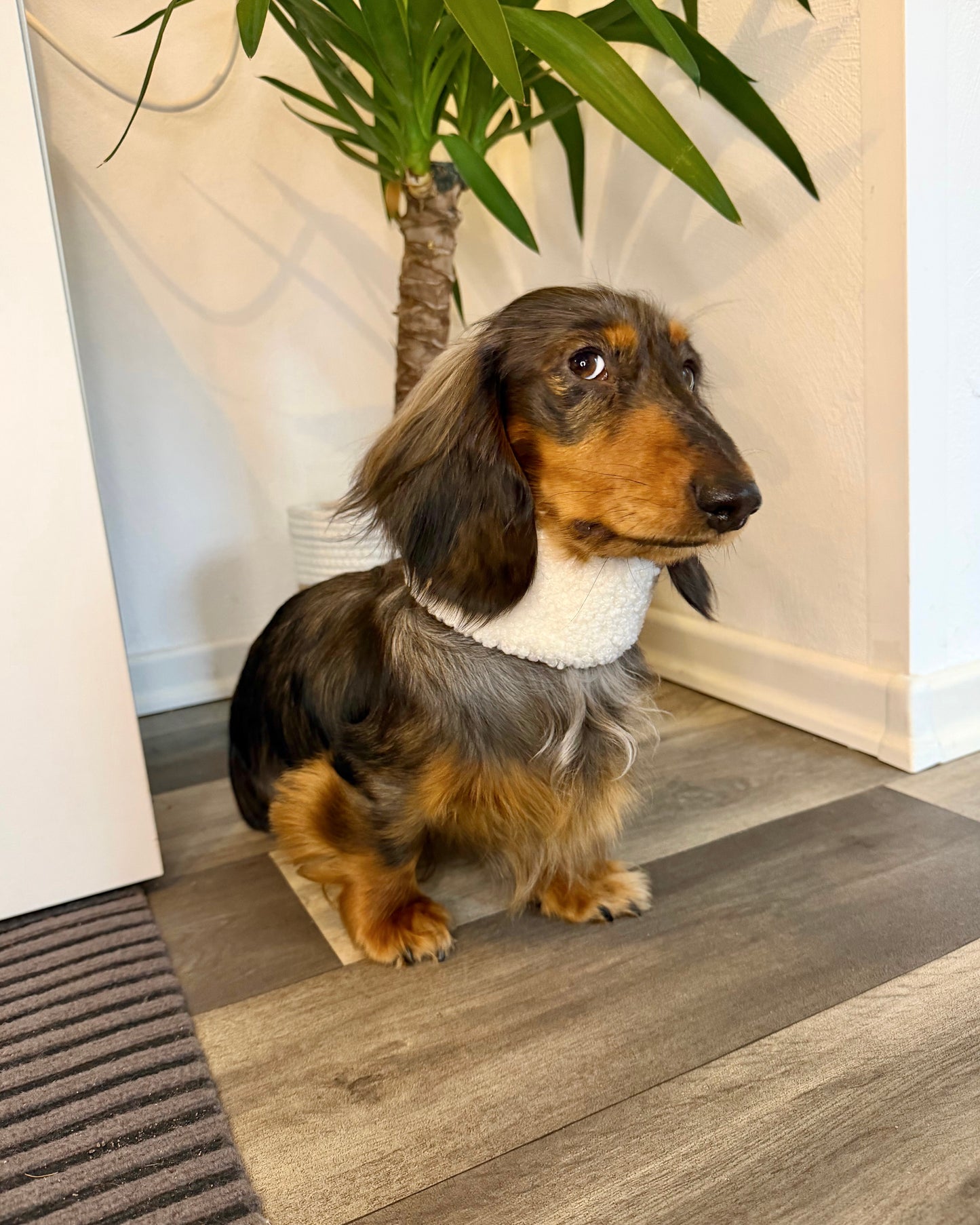 Hundeloop Teddy Weiß