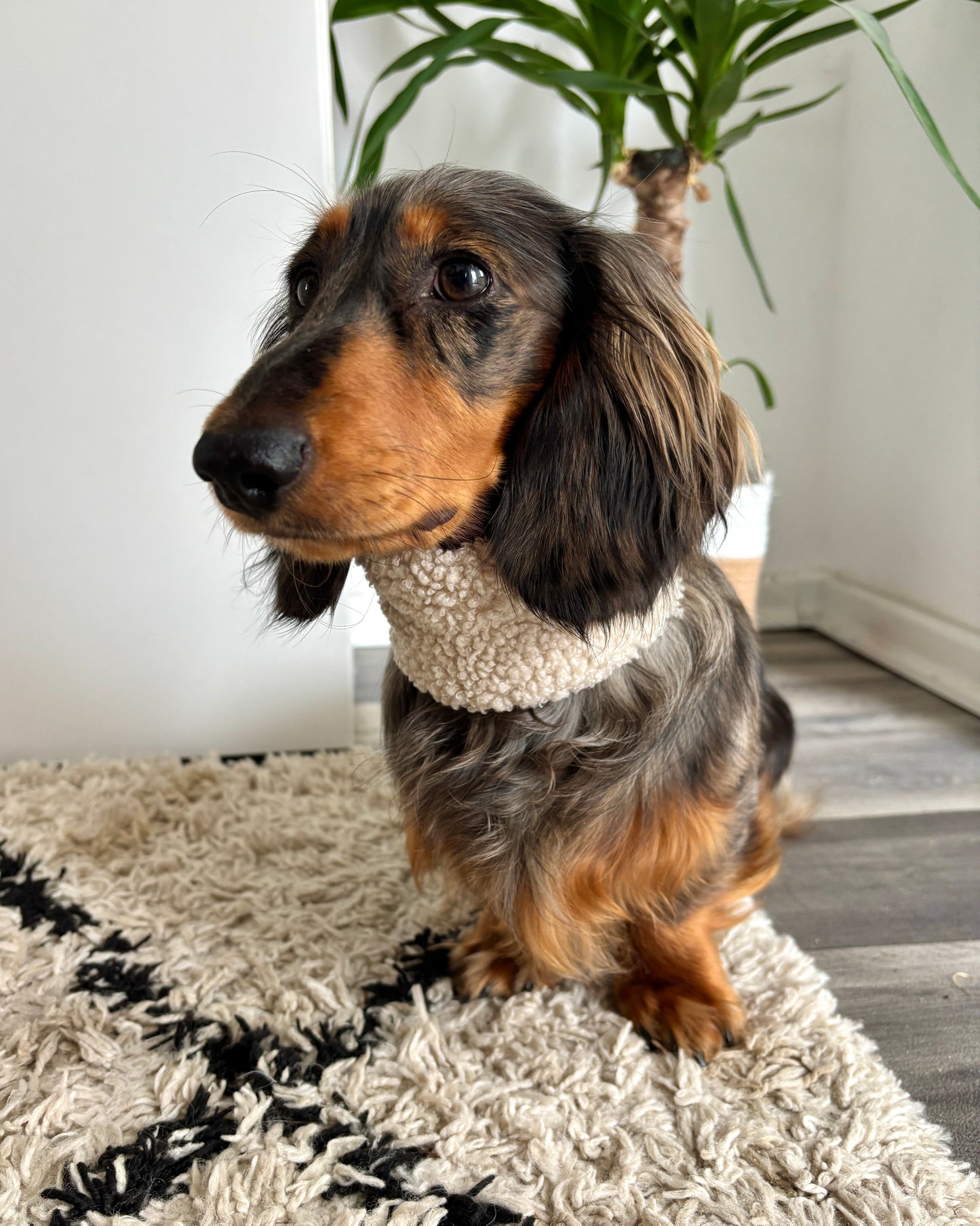 Hundeloop Teddy Beige