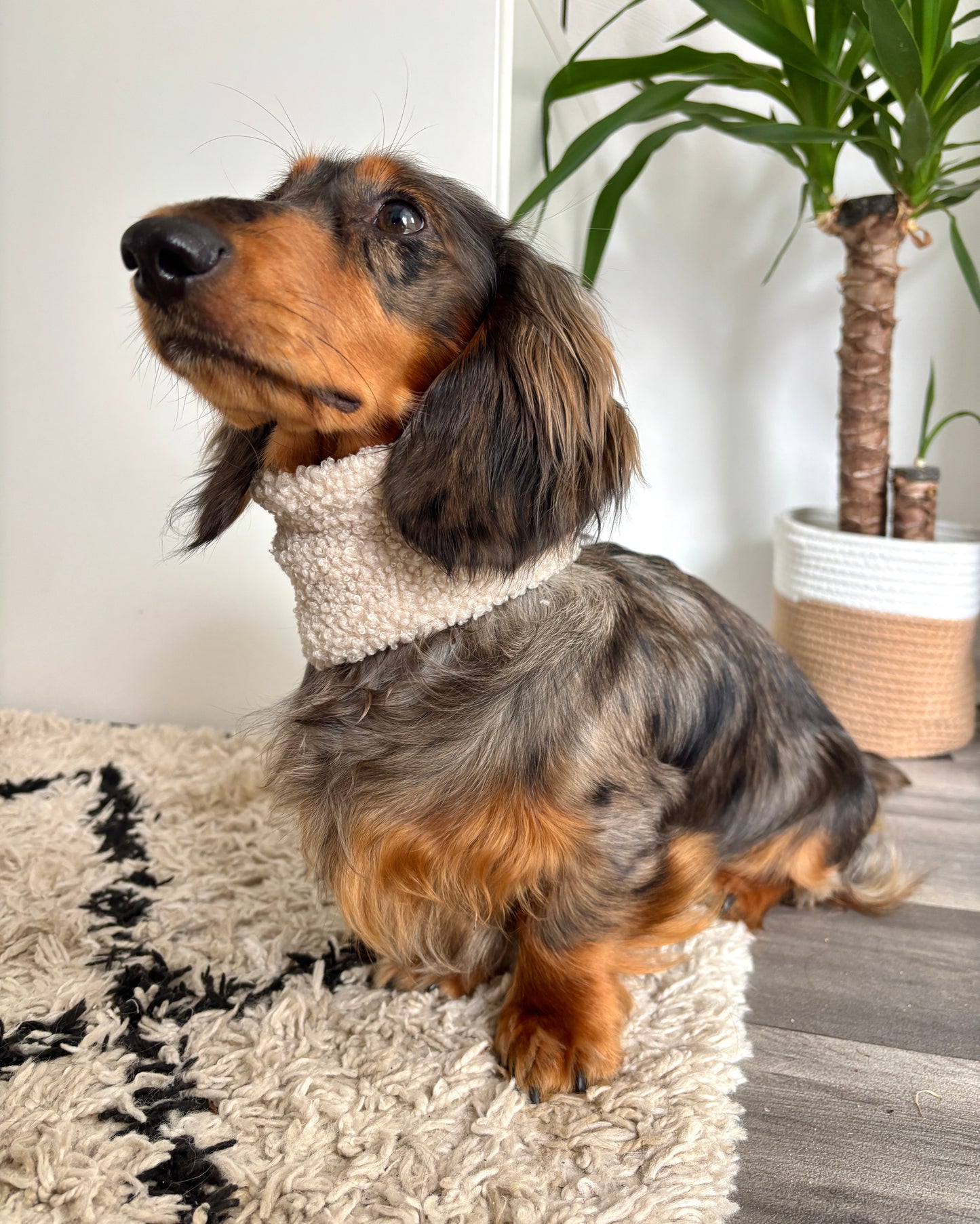 Hundeloop Teddy Beige